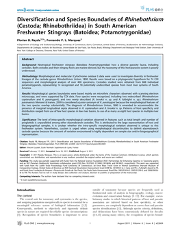 In South American Freshwater Stingrays (Batoidea; Potamotrygonidae)