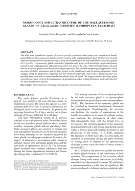 MORPHOLOGY and ULTRASTRUCTURE of the MALE ACCESSORY GLANDS of Achroia Grisella (FABRICIUS) (LEPIDOPTERA, PYRALIDAE)