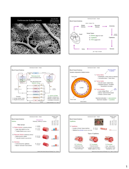 Cardiovascular System: Vessels Blood Vessel Anatomy: Per Human Body (Branch / Diverge / Fork)