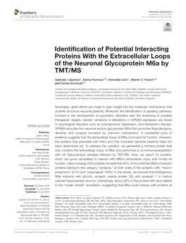 Identification of Potential Interacting Proteins with the Extracellular Loops of the Neuronal Glycoprotein M6a by TMT/MS