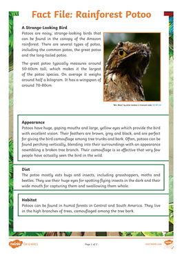 Fact File: Rainforest Potoo