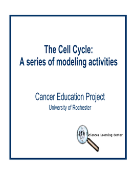 The Cell Cycle: a Series of Modeling Activities