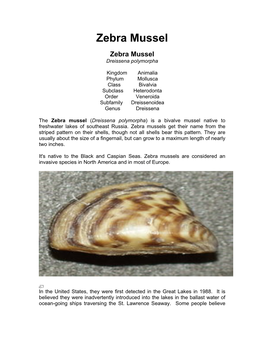 Zebra Mussel