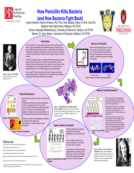 How Penicillin Kills Bacteria