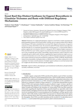 Sweet Basil Has Distinct Synthases for Eugenol Biosynthesis in Glandular Trichomes and Roots with Different Regulatory Mechanisms