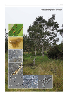Vermiculariopsiella Acaciae Fungal Planet Description Sheets 345
