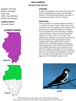 Tree Swallow Tachycineta Bicolor ILLINOIS RANGE Adult