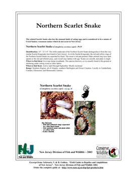 Northern Scarlet Snake