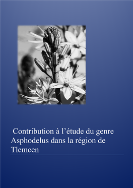 Contribution À L'étude Du Genre Asphodelus Dans La Région De Tlemcen