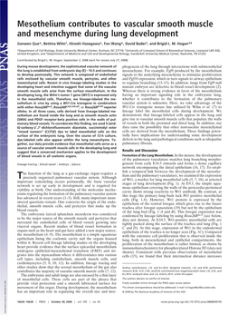 Mesothelium Contributes to Vascular Smooth Muscle and Mesenchyme During Lung Development