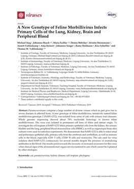 A New Genotype of Feline Morbillivirus Infects Primary Cells of the Lung, Kidney, Brain and Peripheral Blood