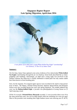 Singapore Raptor Report Late Spring Migration, April-June 2016