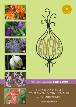 Plants and Bulbs to Flower in the Summer and Snowdrops