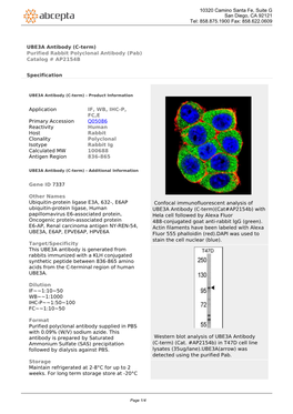 UBE3A Antibody (C-Term) Purified Rabbit Polyclonal Antibody (Pab) Catalog # AP2154B