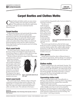 Carpet Beetles and Clothes Moths