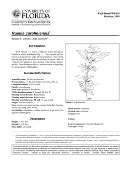 Ruellia Caroliniensis1