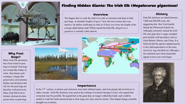 Finding Hidden Giants: the Irish Elk (Megaloceros Giganteus)