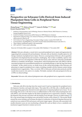 Perspective on Schwann Cells Derived from Induced Pluripotent Stem Cells in Peripheral Nerve Tissue Engineering