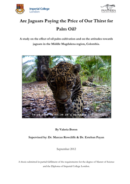 Are Jaguars Paying the Price of Our Thirst for Palm Oil?