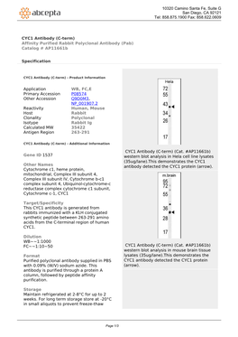 CYC1 Antibody (C-Term) Affinity Purified Rabbit Polyclonal Antibody (Pab) Catalog # Ap11661b