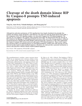 Cleavage of the Death Domain Kinase RIP by Caspase-8 Prompts TNF-Induced Apoptosis