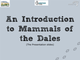 An Introduction to British Mammal