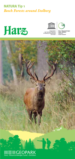 NATURA Tip 1 Beech Forests Around Stolberg