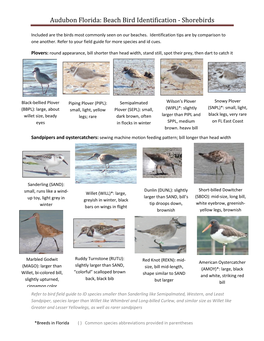 Beach Bird Identification - Shorebirds