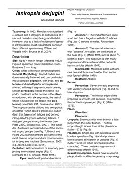 Ianiropsis Derjugini Class: Multicrustacea, Malacostraca, Eumalacostraca