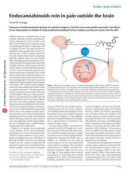 Endocannabinoids Rein in Pain Outside the Brain