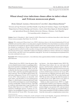 Wheat Dwarf Virus Infectious Clones Allow to Infect Wheat and Triticum Monococcum Plants