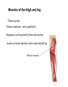 Muscles of the Thigh and Leg