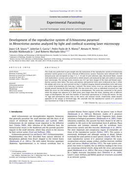 Development of the Reproductive System of Echinostoma Paraensei in Mesocricetus Auratus Analyzed by Light and Confocal Scanning Laser Microscopy