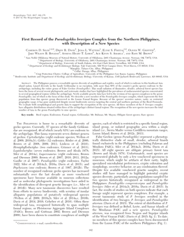 First Record of the Pseudogekko Brevipes Complex from the Northern Philippines, with Description of a New Species