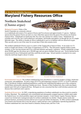 Northern Snakehead (Channa Argus )