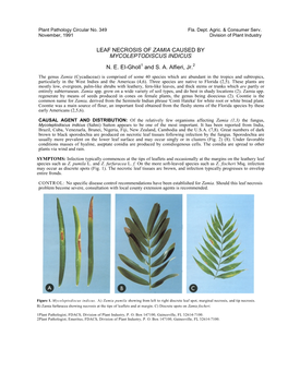 Leaf Necrosis of Zamia Caused by Mycoleptodiscus Indicus N