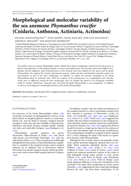 Morphological and Molecular Variability of the Sea