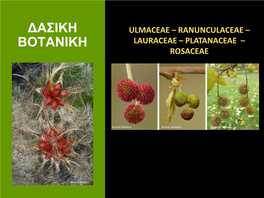 ΔΑΣΙΚΗ ΒΟΤΑΝΙΚΗ Ranunculaceae