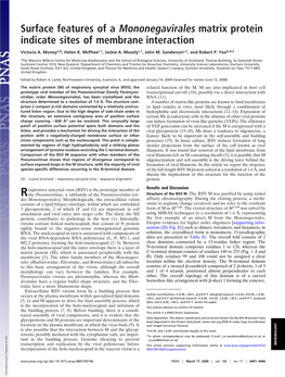 Surface Features of a Mononegavirales Matrix Protein Indicate Sites of Membrane Interaction