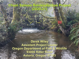 Chum Salmon Reintroduction Project (2020-21)