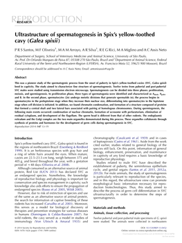 Ultrastructure of Spermatogenesis in Spix's Yellow-Toothed Cavy