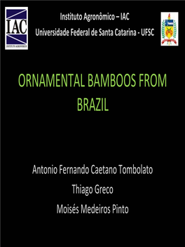 Ornamental Bamboos from Brazil