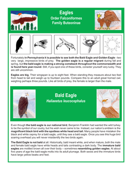 Bald Eagle and Golden Eagle - Two Very Large, Impressive Birds of Prey