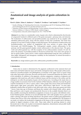 Anatomical and Image Analysis of Grain Coloration in Rye