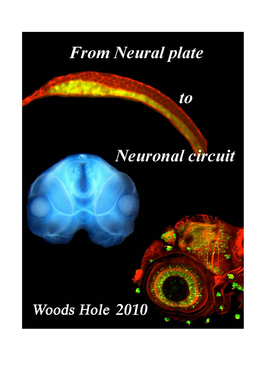 Cranial Nerves Expressing GFP in the MAPT-GFP Transgenic 3.5 Day Old Embryo