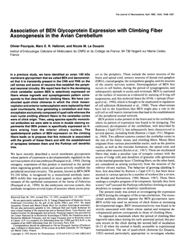 Association of BEN Glycoprotein Expression with Climbing Fiber Axonogenesis in the Avian Cerebellum