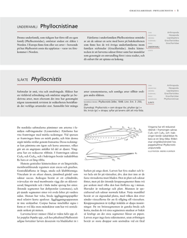 Släkte Phyllocnistis UNDERFAMILJ Phyllocnistinae