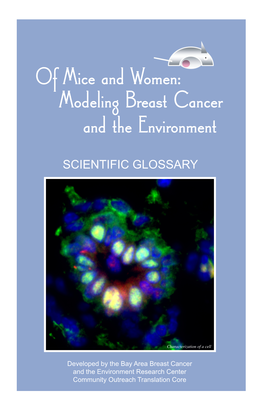 Of Mice and Women: Modeling Breast Cancer and the Environment