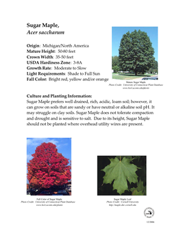 Sugar Maple, Acer Saccharum