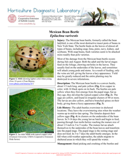 Mexican Bean Beetle